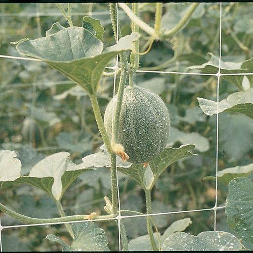 Купить Сетка Ортонова для поддержания растенийт(шпалерная), цвет белый в .